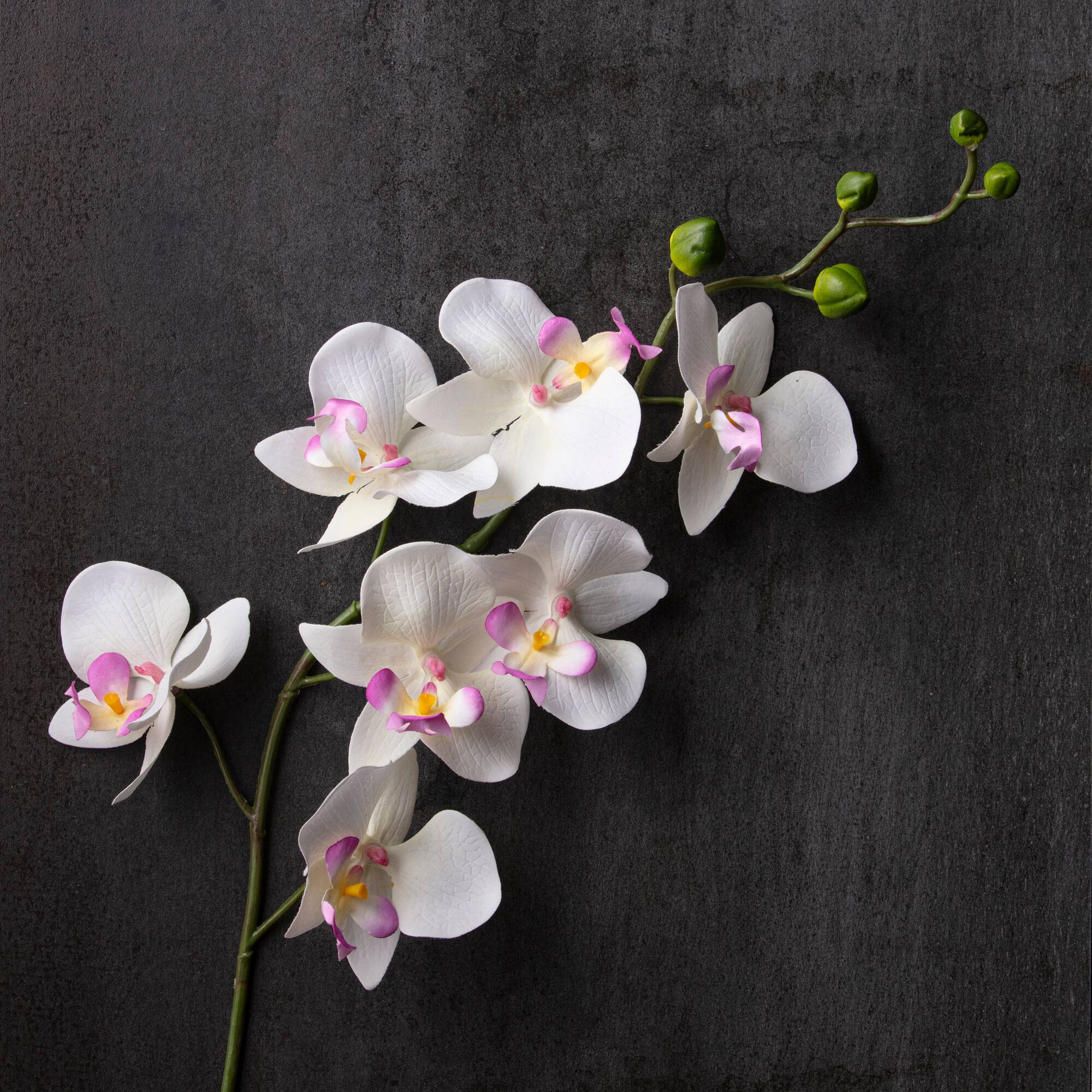 12 Pack: Cream & Pink Orchid Spray by Ashland®